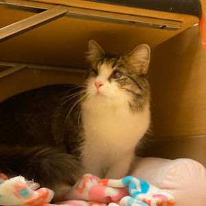 Meet your Posher, Hanah